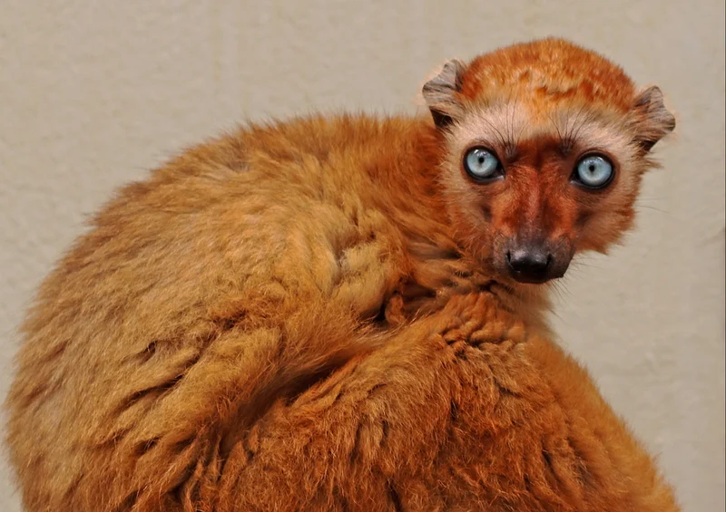 83459 Tierwelt - Lemur Puzzle