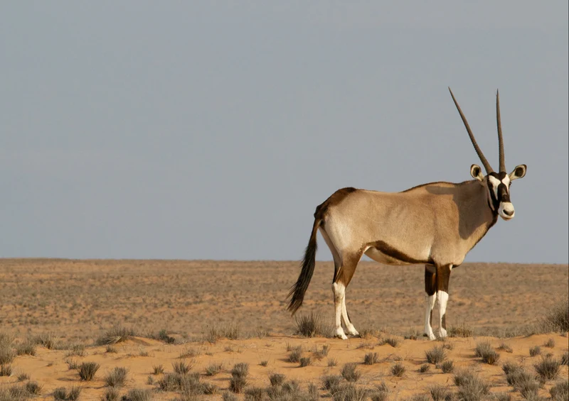 83461 Tierwelt - Antilope Puzzle