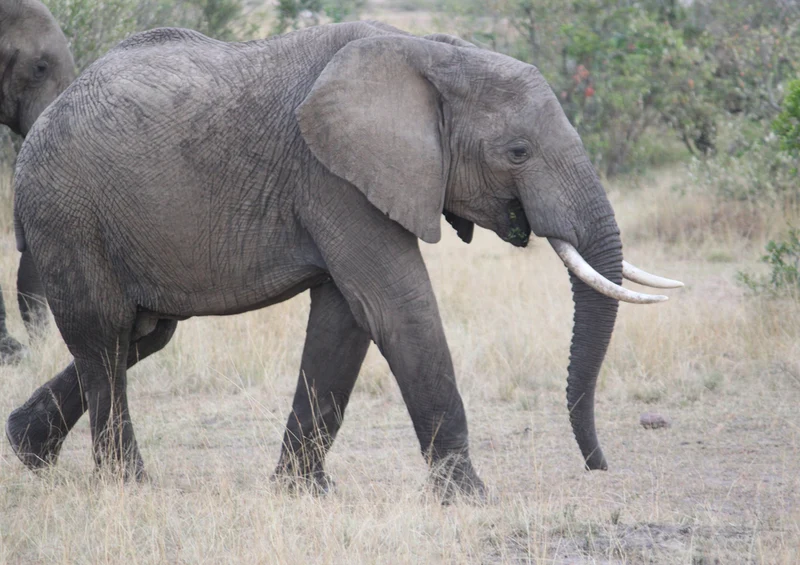 83842 Natur - Elefant Puzzle
