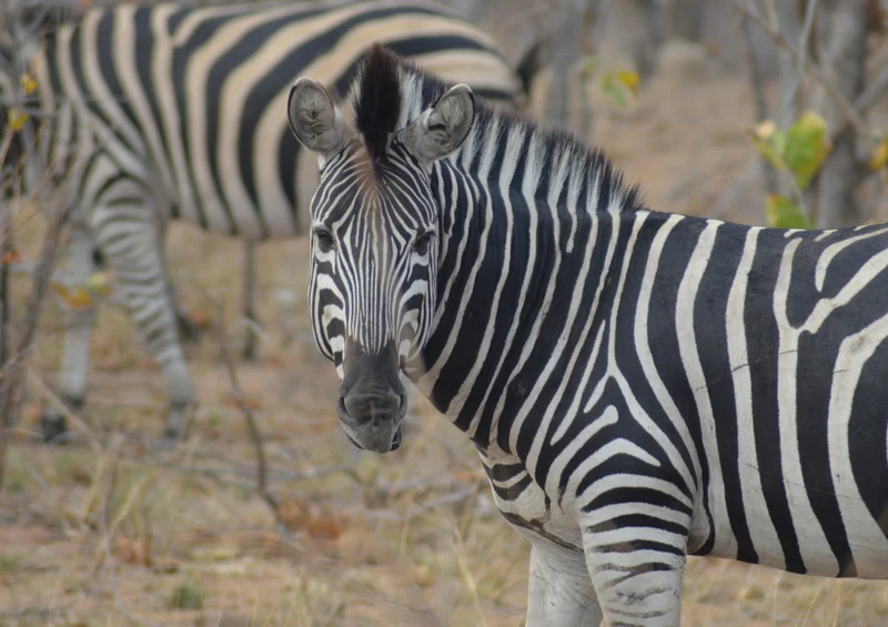 83473 Tierwelt - Zebra Puzzle