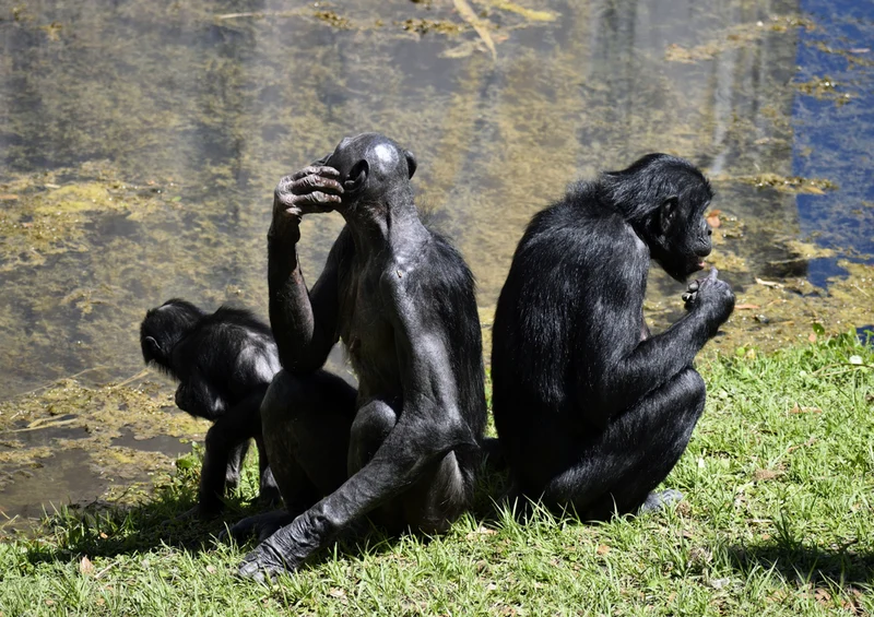 83477 Tierwelt - Bonobo Affen Puzzle