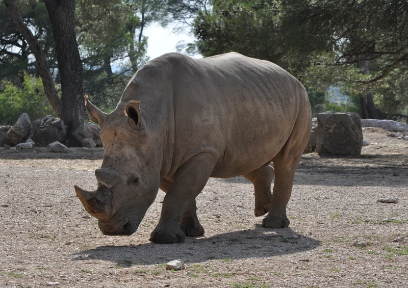 83260 Natur - Nashorn Puzzle