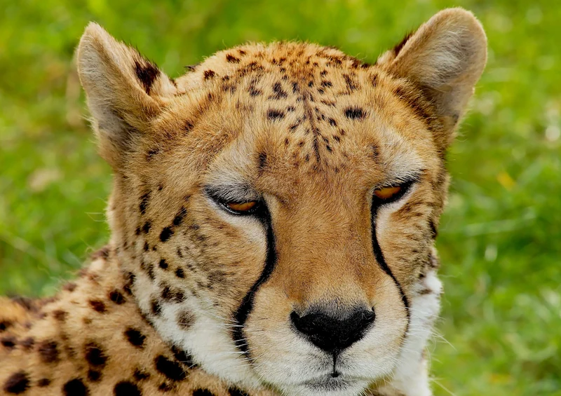 83268 Natur - Gepard Puzzle