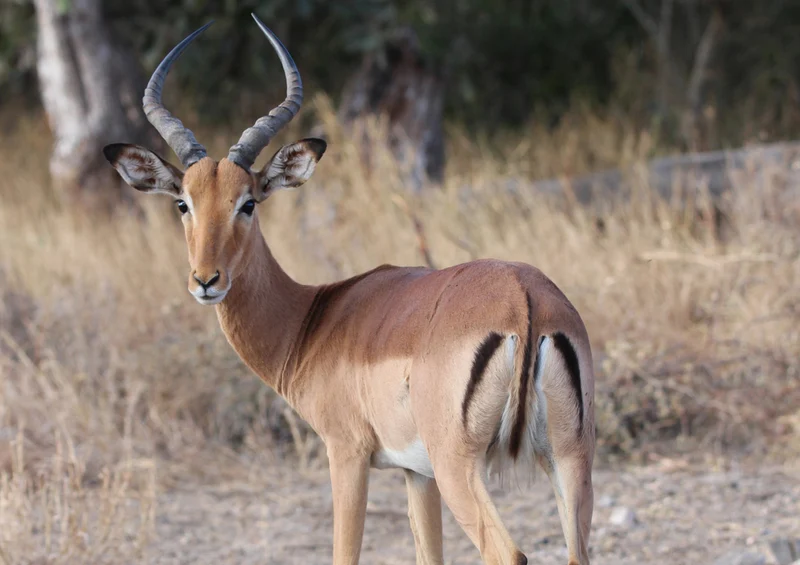 83275 Natur - Antilope Puzzle