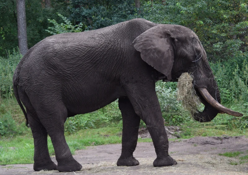 83278 Natur - Elefant Puzzle
