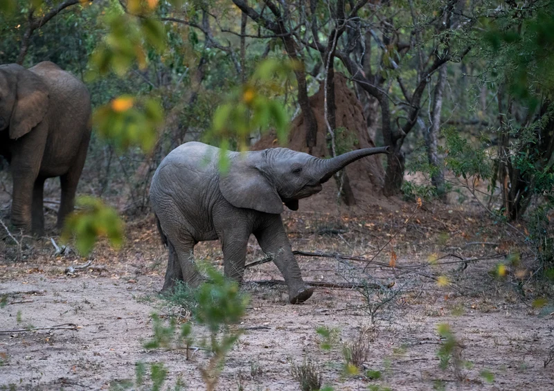 83300 Tierwelt - Elefant Puzzle