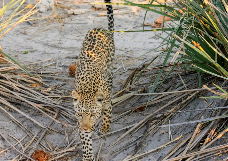 82963 Natur - Leopard Puzzle