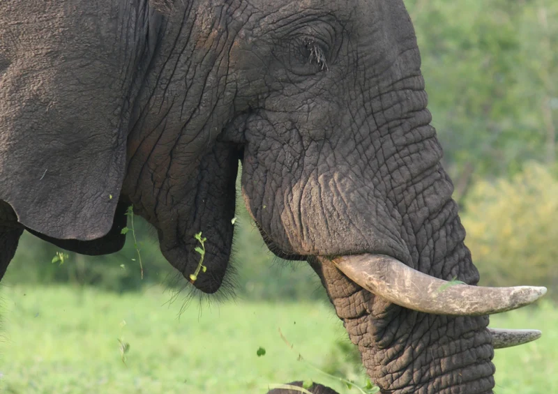 81924 Tierwelt - Elefant Puzzle