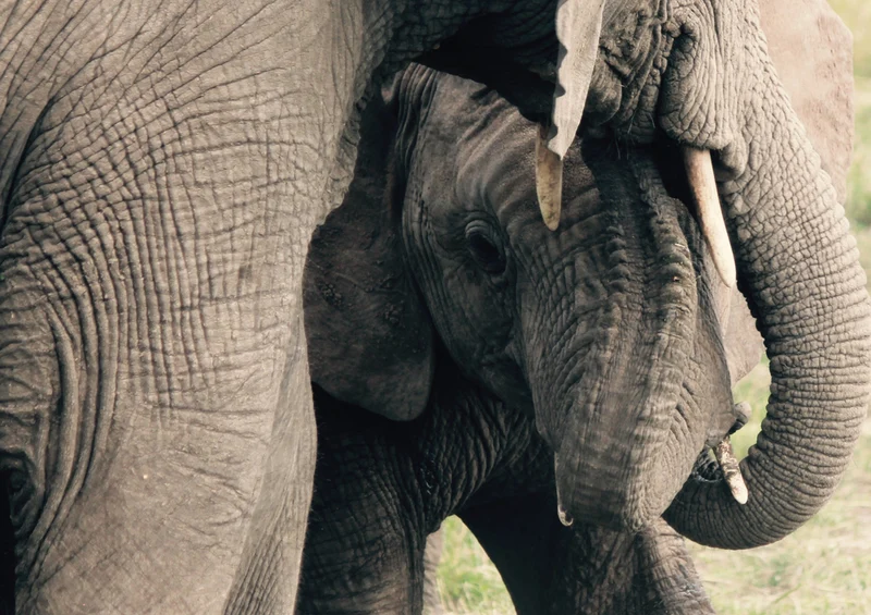 82457 Tierwelt - Elefant Puzzle