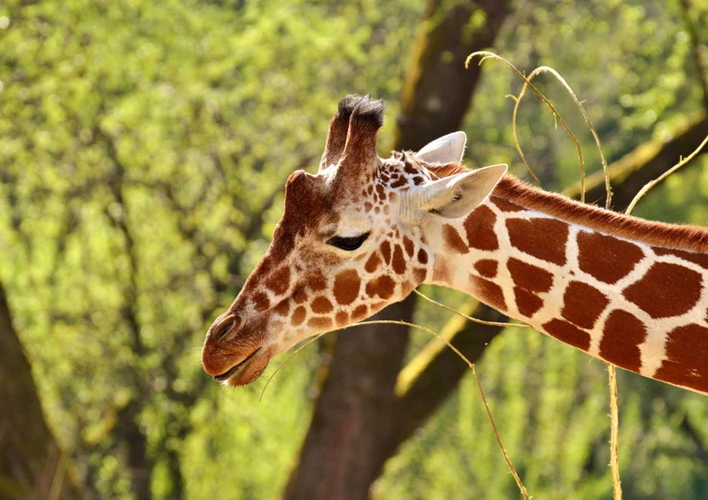 82465 Tierwelt - Giraffe Puzzle