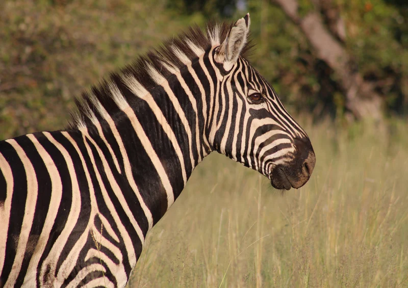82472 Tierwelt - Zebra Puzzle