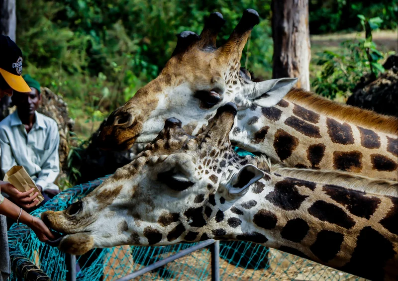 81712 Tierwelt - Giraffe Puzzle