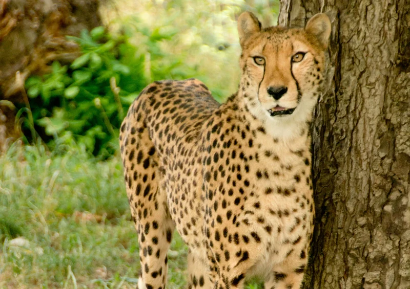 81715 Tierwelt - Gepard Puzzle