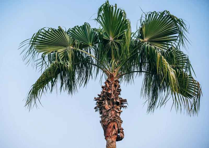 82145 Natur - Palme Puzzle