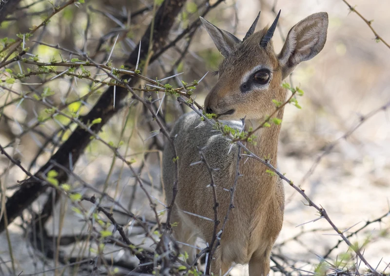 70785 Tierwelt - Dikdik Puzzle