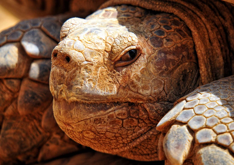 70787 Tierwelt - Schildkröte Puzzle