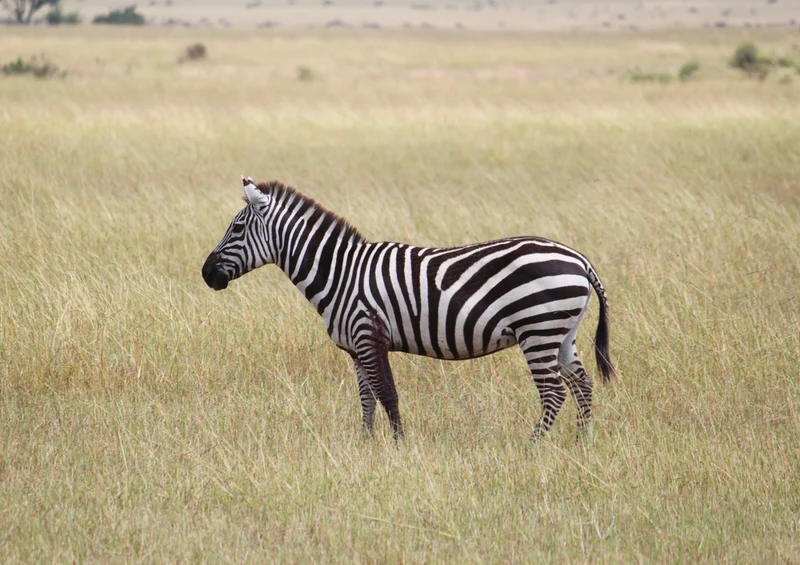 82160 Tierwelt - Zebra Puzzle