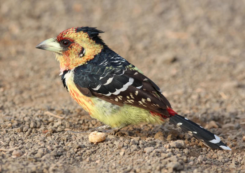 83786 Tierwelt - Barbet Puzzle