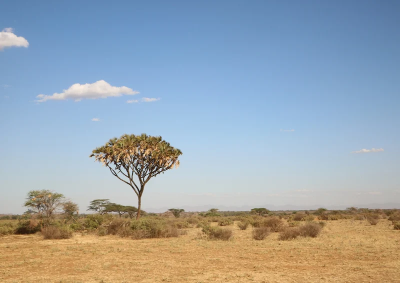 83698 Natur - Afrika Puzzle