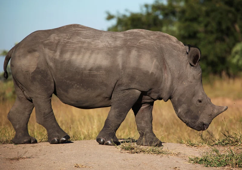 83025 Natur - Nashorn Puzzle