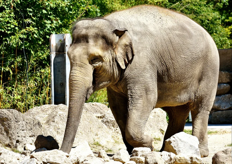 82490 Tierwelt - Elefant Puzzle