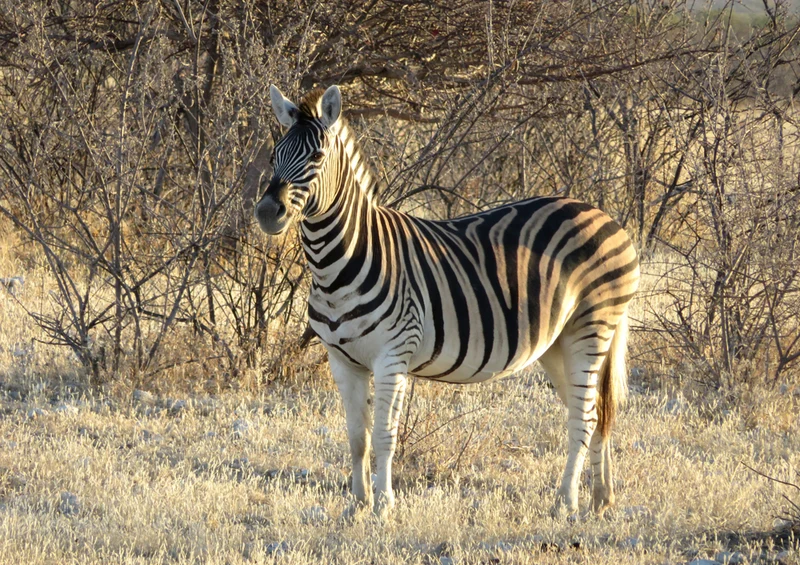 81957 Tierwelt - Zebra Puzzle