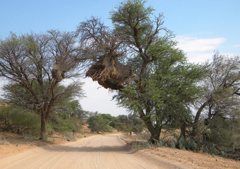 81965 Natur - Afrika Puzzle