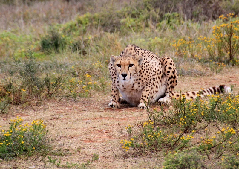 81722 Natur - Gepard Puzzle