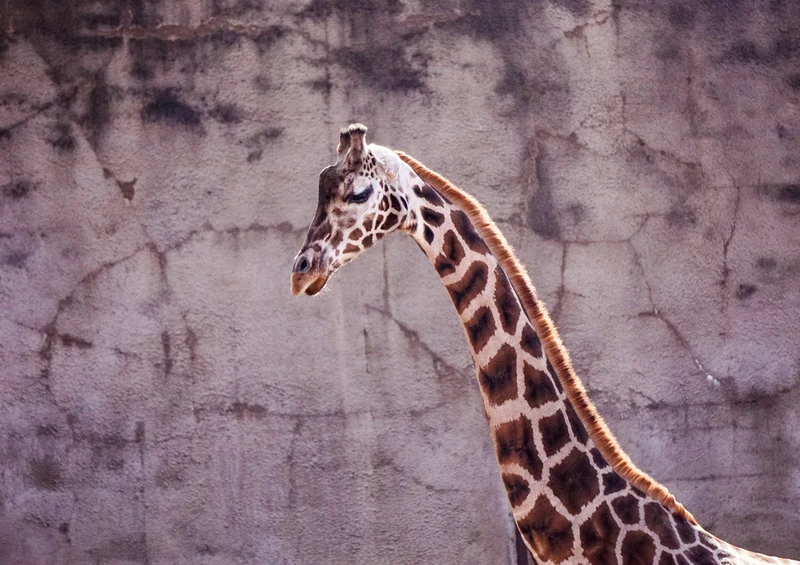 82164 Tierwelt - Giraffe Puzzle