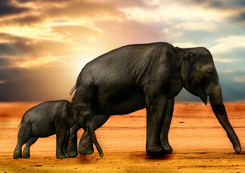82168 Tierwelt - Elefanten Puzzle
