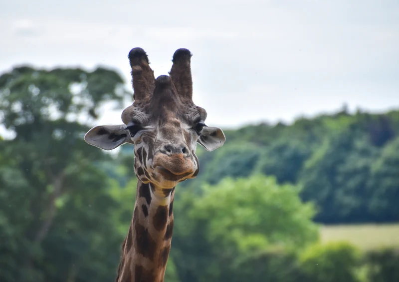 82187 Tierwelt - Giraffe Puzzle