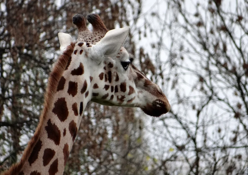 82195 Tierwelt - Giraffe Puzzle