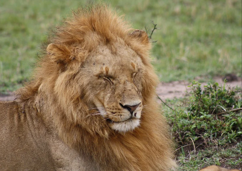 84004 Natur - Löwe Puzzle