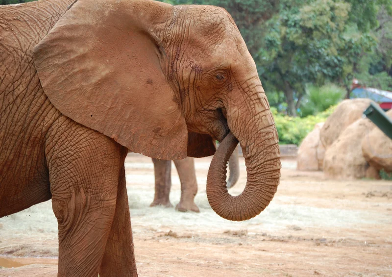 83030 Tierwelt - Elefant Puzzle