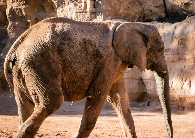 83045 Tierwelt - Elefant Puzzle