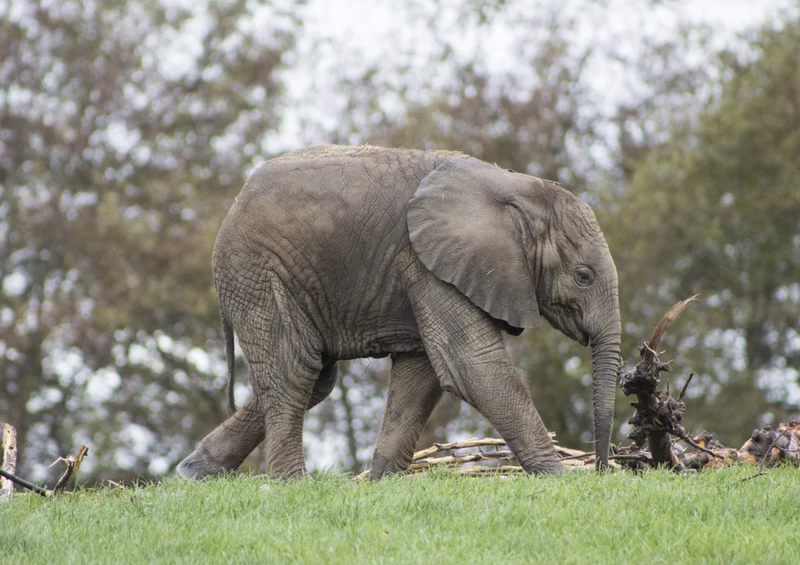 83052 Natur - Elefant Puzzle
