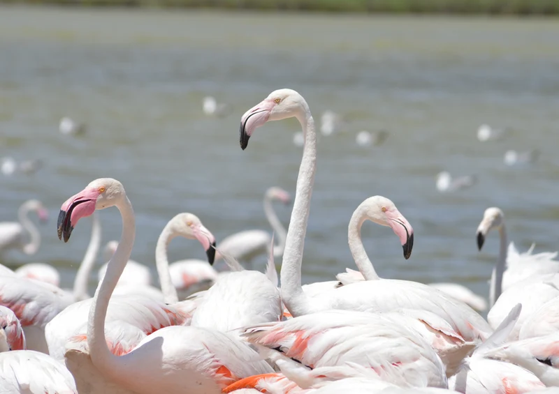 83567 Tierwelt - Flamingo Puzzle