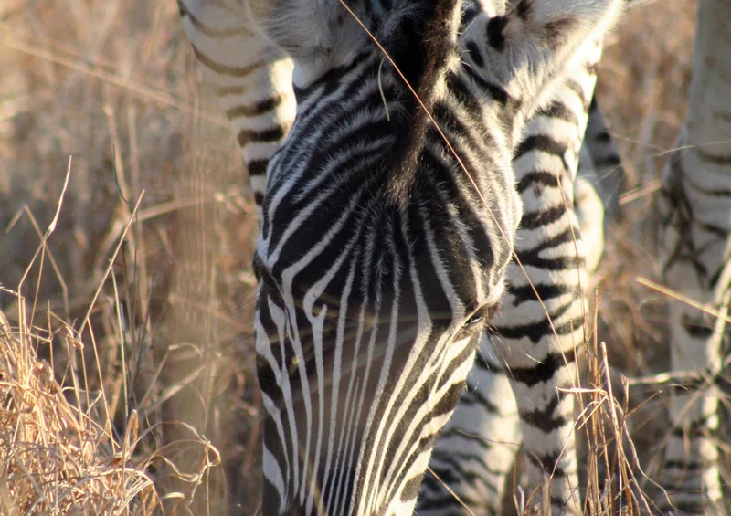 83572 Tierwelt - Zebra Puzzle
