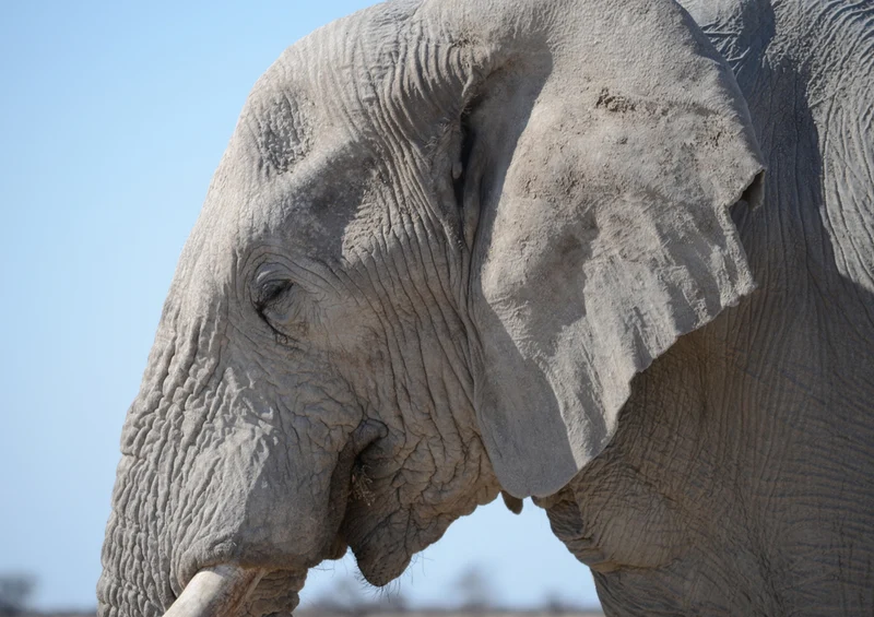 82534 Tierwelt - Elefant Puzzle