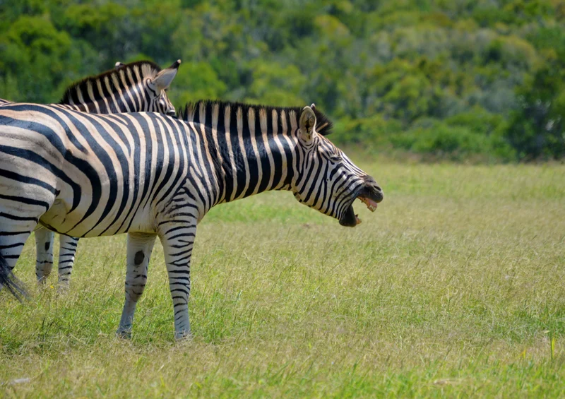 70813 Tierwelt - Zebra Puzzle