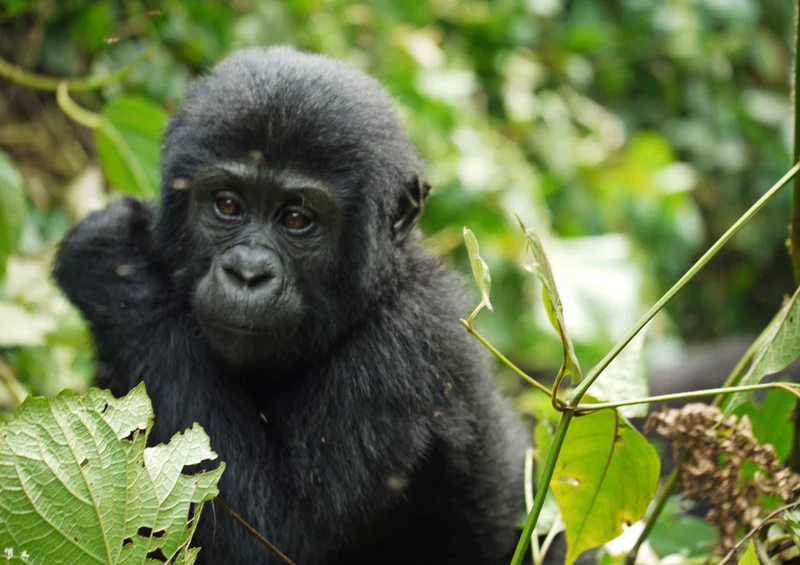 70820 Tierwelt - Gorilla Puzzle