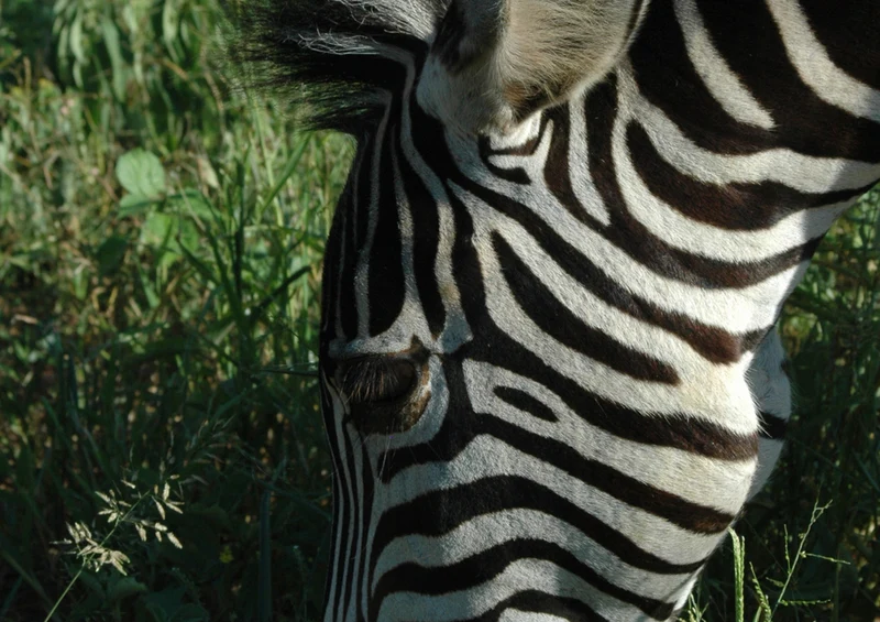 83147 Natur - Zebra Puzzle
