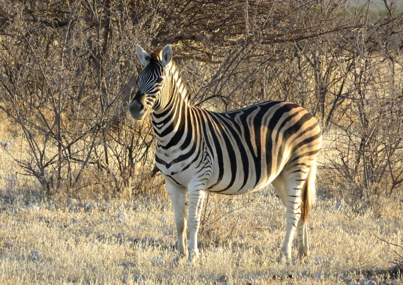 83714 Tierwelt - Zebra Puzzle