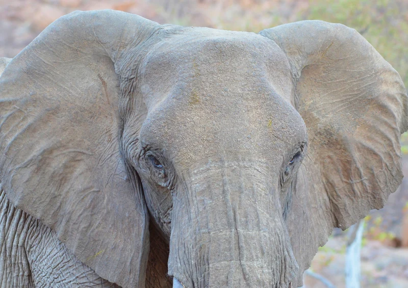 83937 Mode - Elefant Puzzle