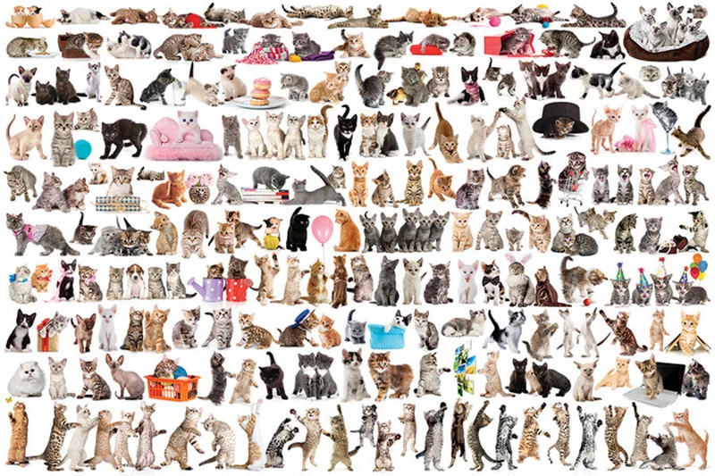 PFG The World of Cats (1000pcs) (Usage/Used - PUZZLES FOR GOOD)