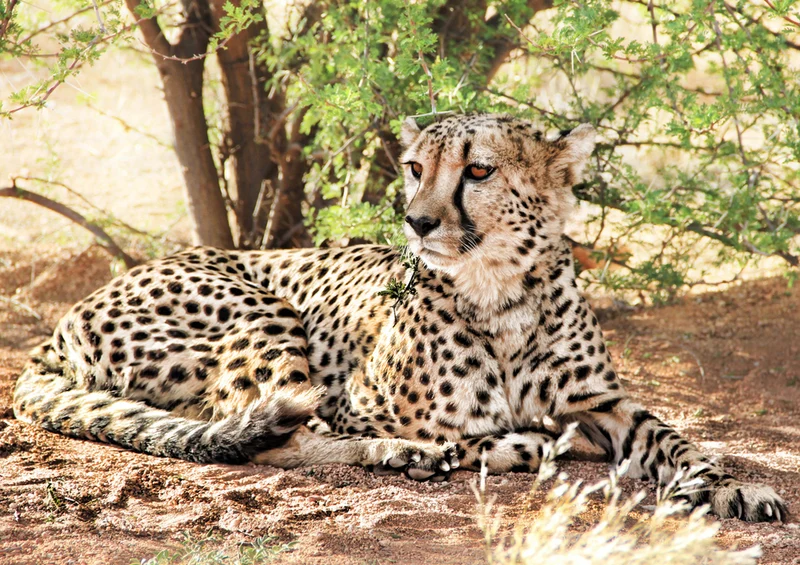 83600 Tierwelt - Gepard Puzzle