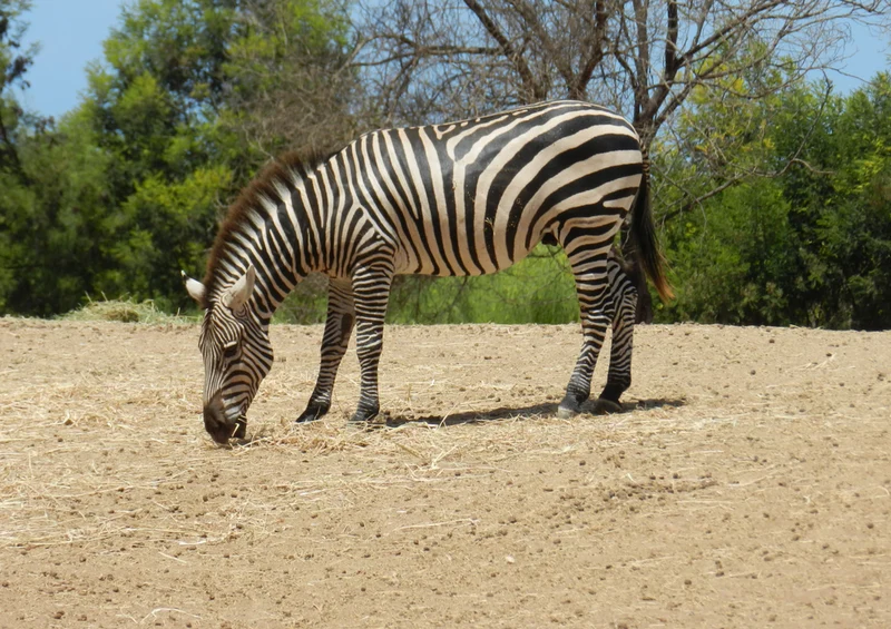 82201 Tierwelt - Zebra Puzzle