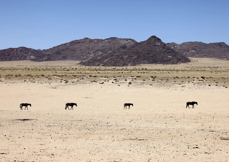82245 Tierwelt - Namibia Puzzle
