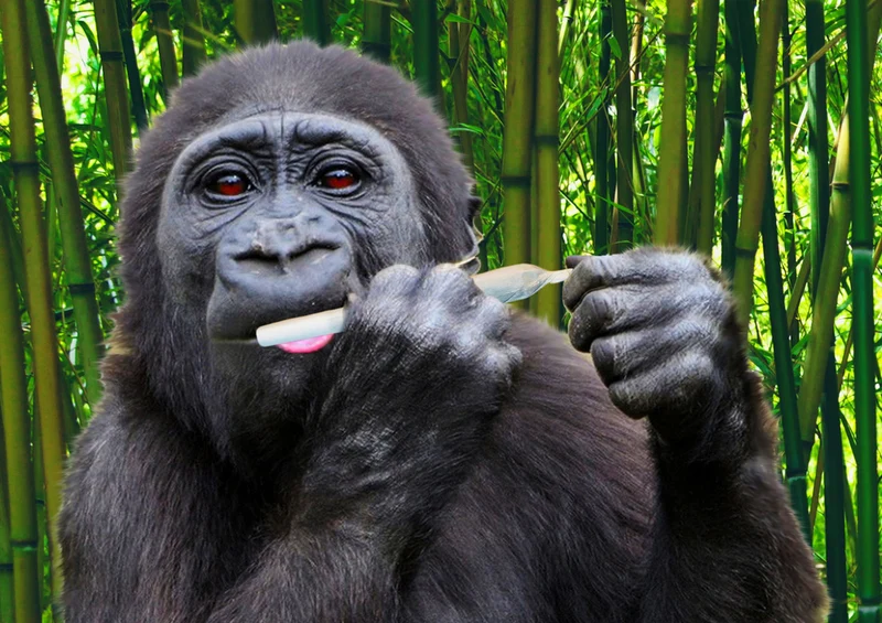 70854 Tierwelt - Gorilla Puzzle