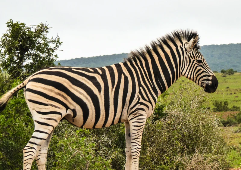 70858 Tierwelt - Zebra Puzzle